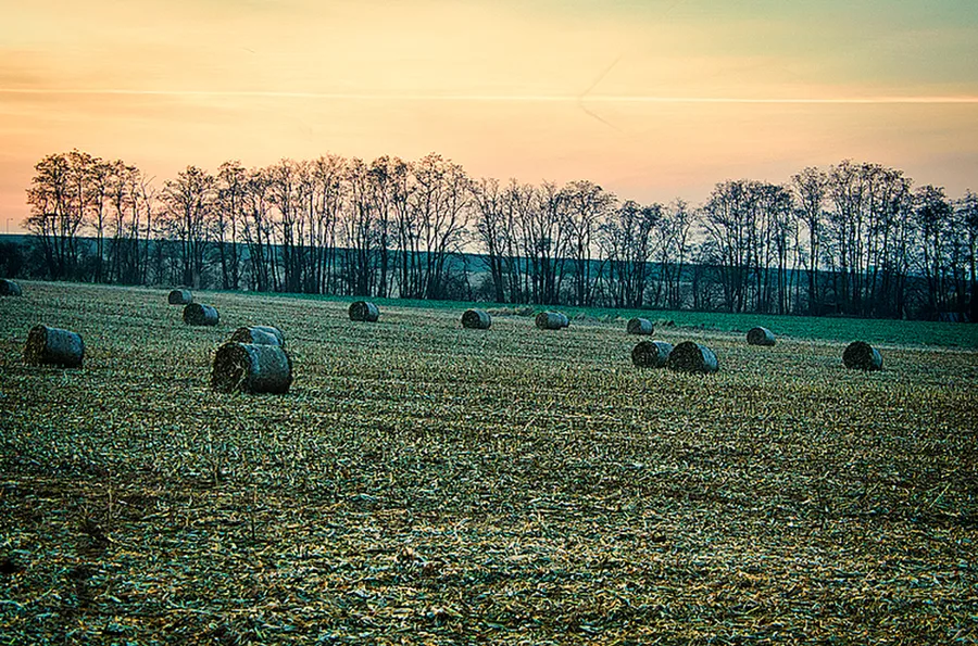 Kuří
