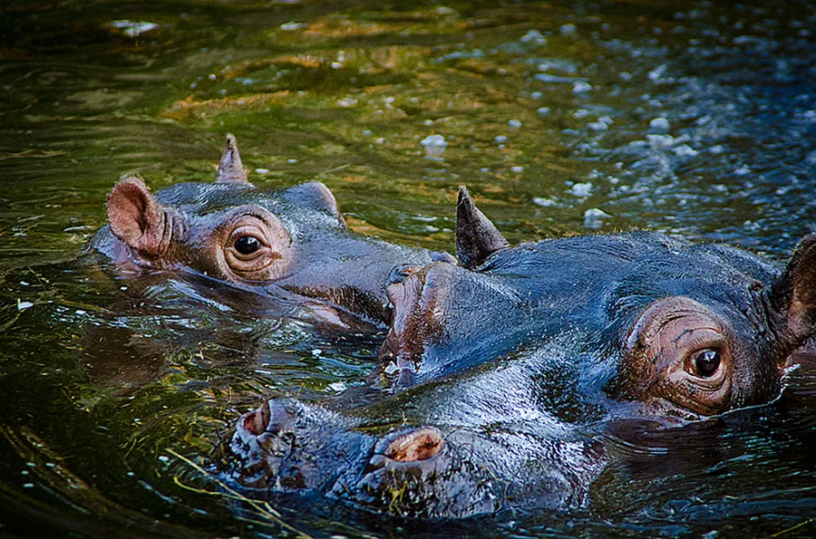 ZOO Praha