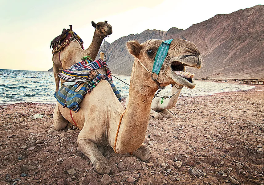 Dahab
