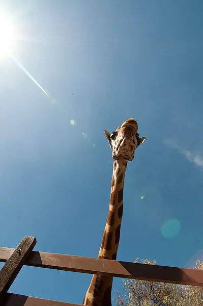 Reino Animal