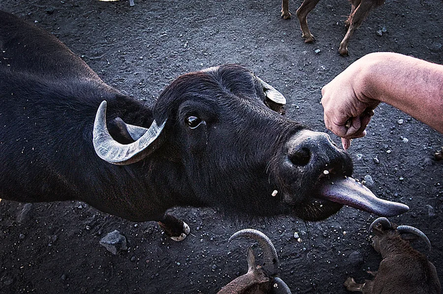 Reino Animal